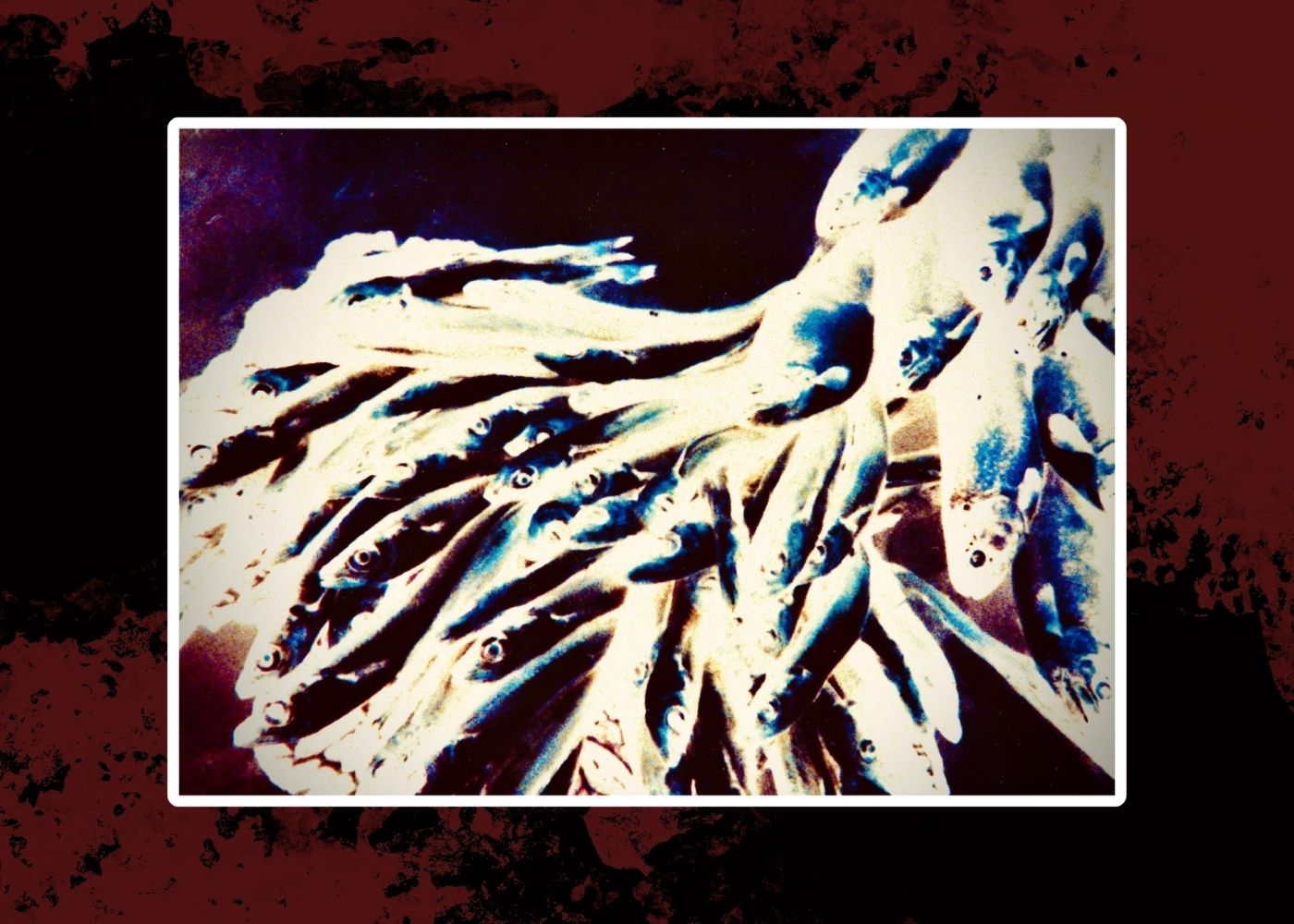 fotografia-artistica-marina-silver-shoal-edition-xii-marino-robles-peces-plata-azul